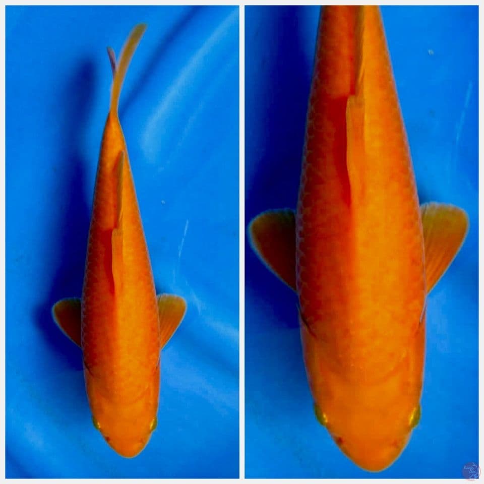 Red karasi f1 marusai 27cm 