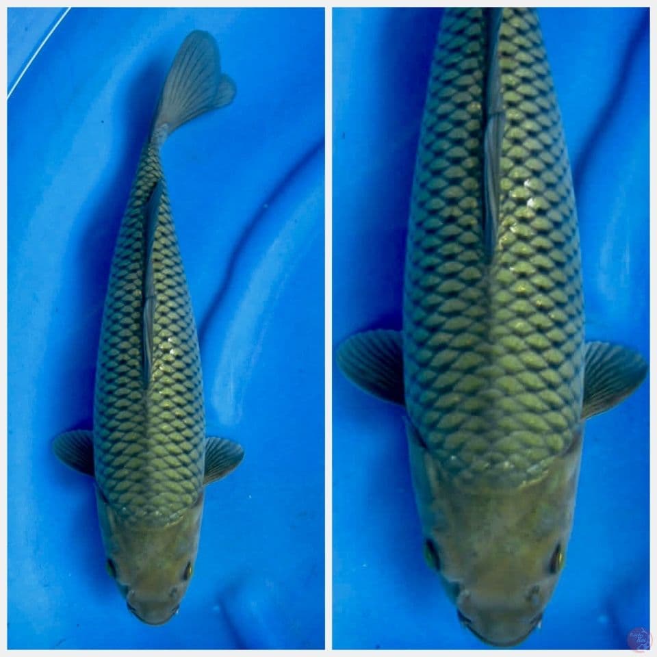Soragoi F1 marusai 40cm 