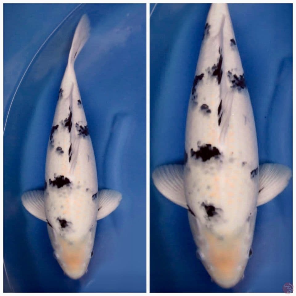Siro gingrin tategoi F1 sakai 54cm