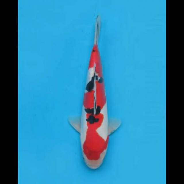 27cm Male - Sanke Doitsu Strong F1 