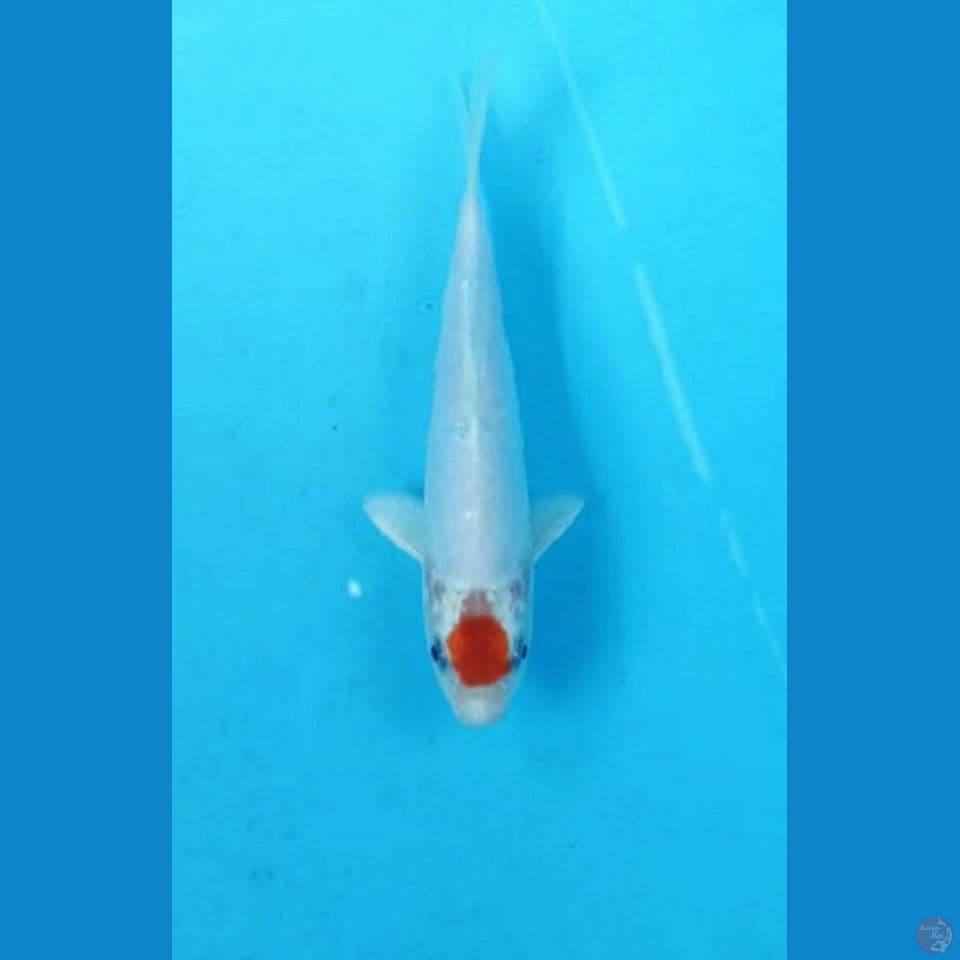 Tancho 17cm