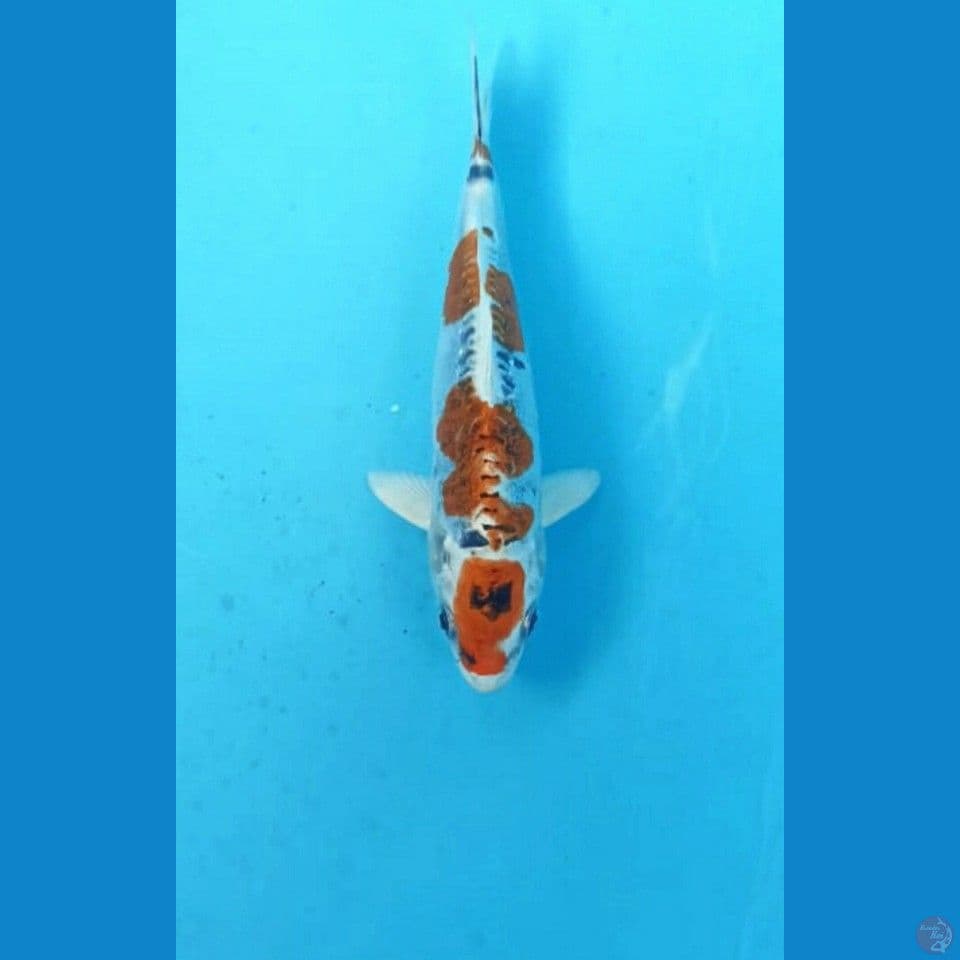 Kiko 16cm