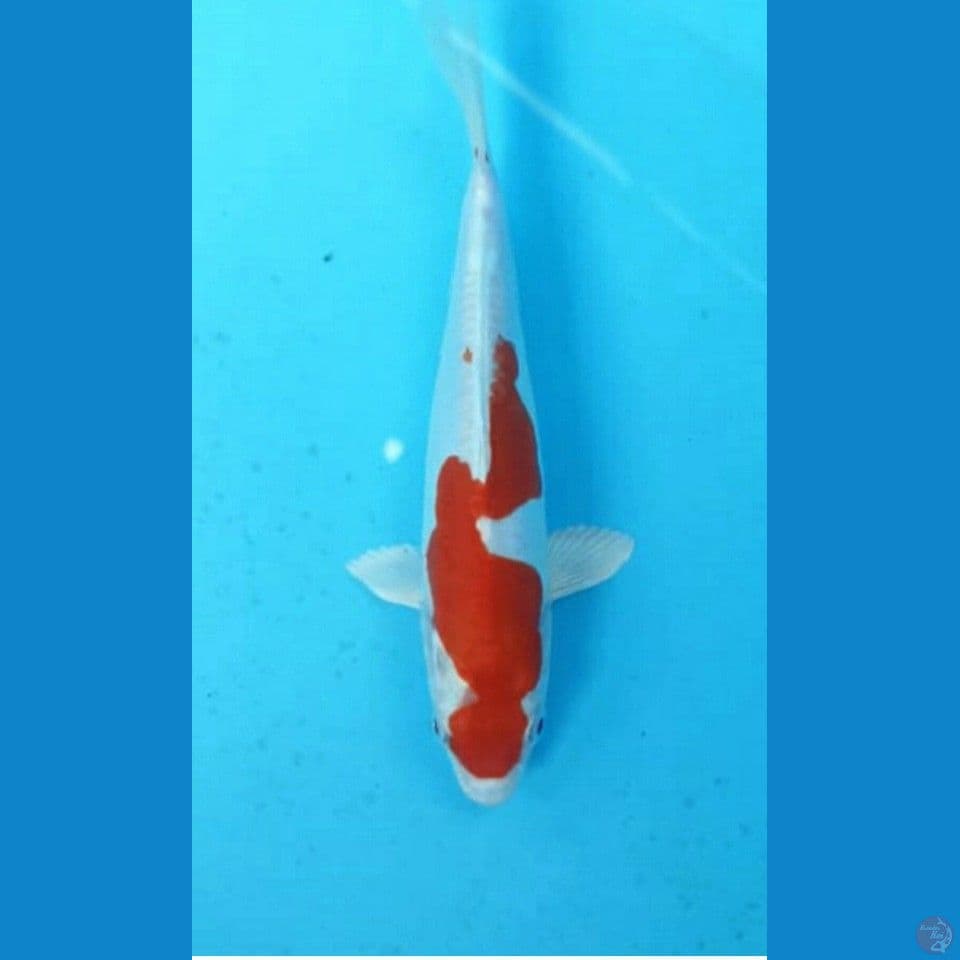 Kikushui 20cm