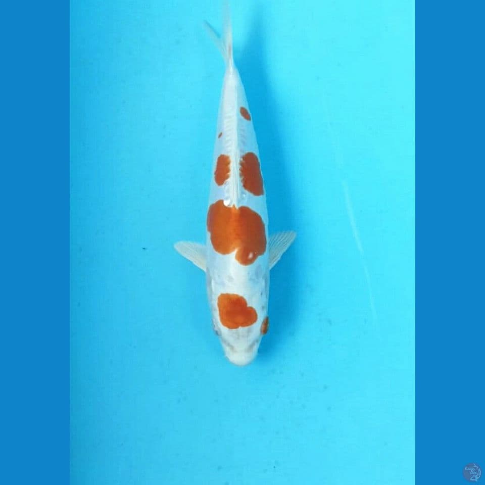 Kikushui 23cm