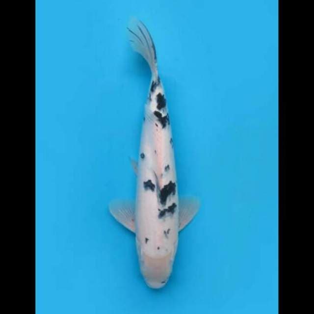 37cm Male - Jumbo Bekko F1 