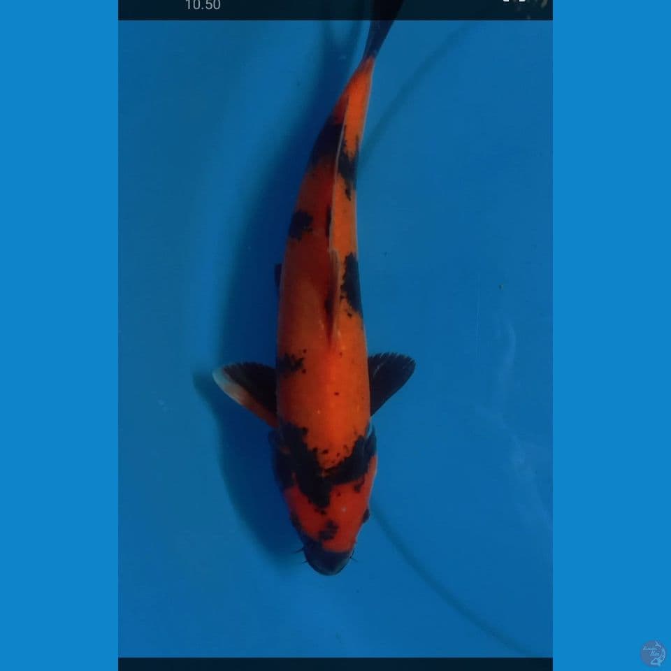 hiu utsuri 31 cm