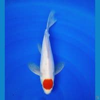 kumpay tc kohaku original 29cm (male)
