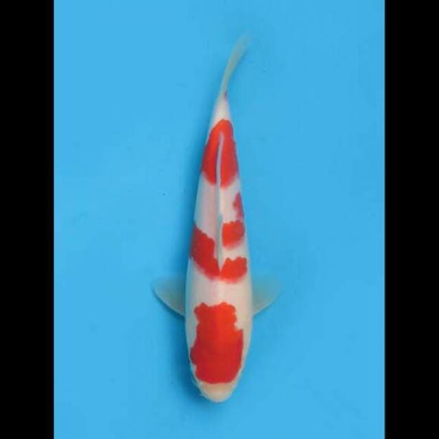 24cm Male - Good Patern Kohaku F1 Ori 