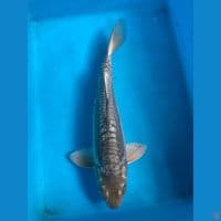 soragoi aragoke 30bu