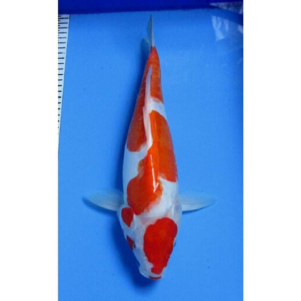 KOHAKU DOITSU 39 cm