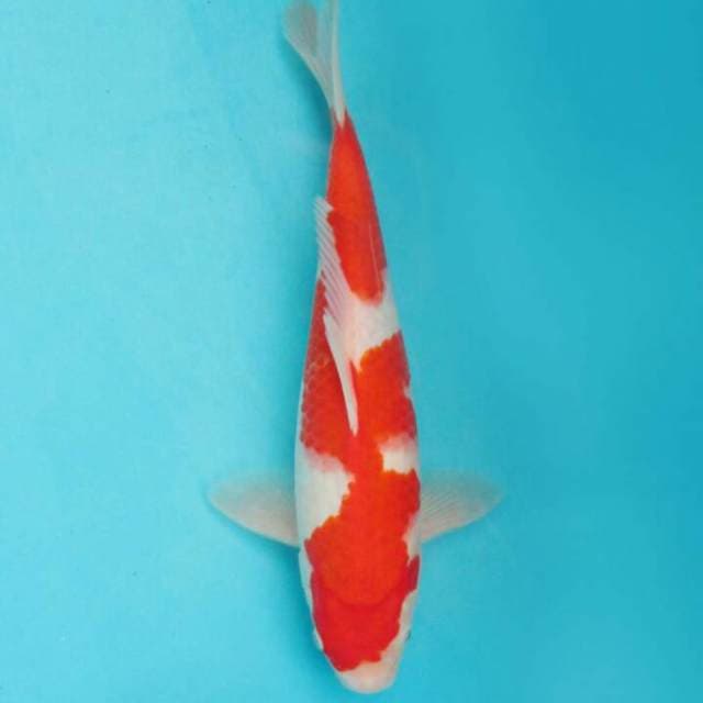 BKS ( Kohaku Inazuma 31 cm )