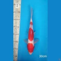 kohaku, 30cm male