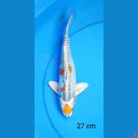 tancho kiko ori 27 cm