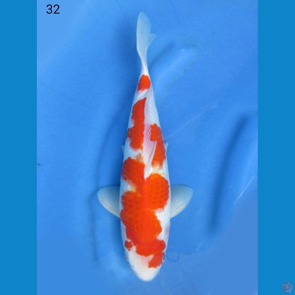 32cm - Kohaku inazuma 