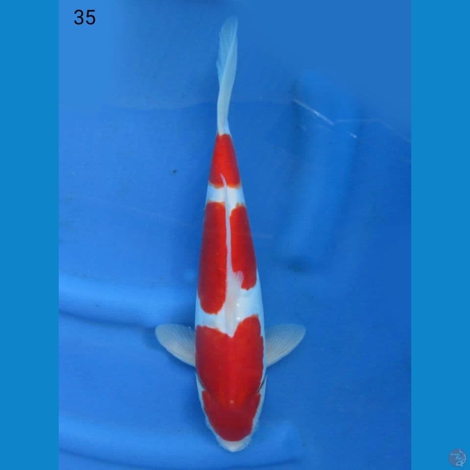 35cm - Doitsu kohaku murni