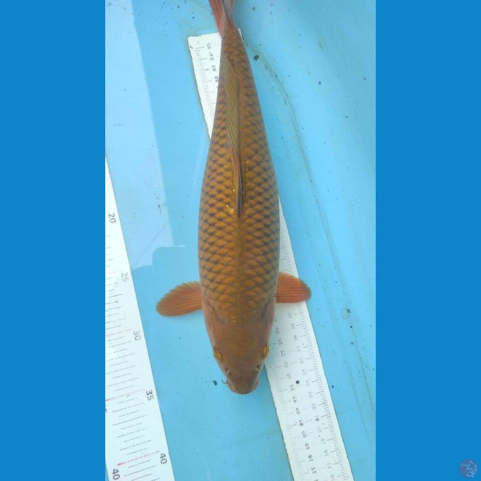 chagoi 35cm
