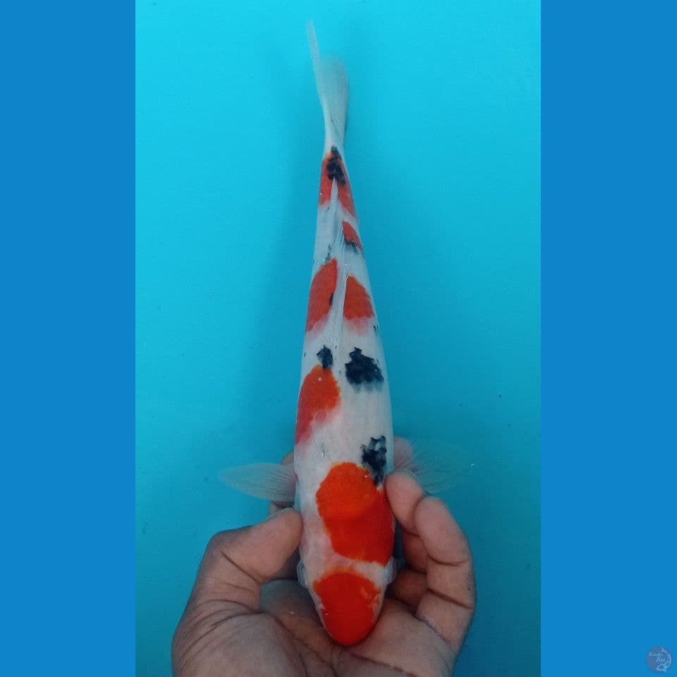 SANKE 30CM
