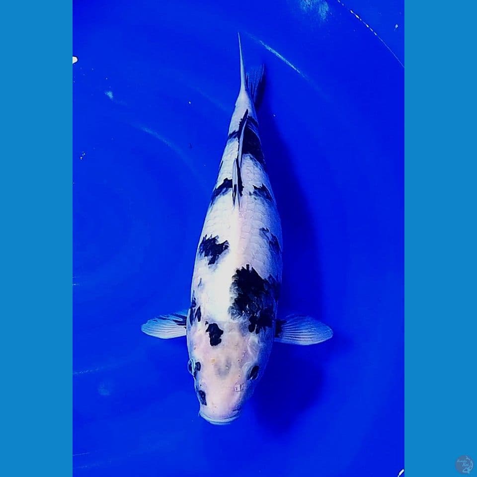 44cm shiro utsuri good skin DNA import
