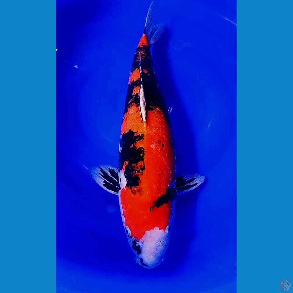 55cm jumbo hishowa DNA import gendong telur