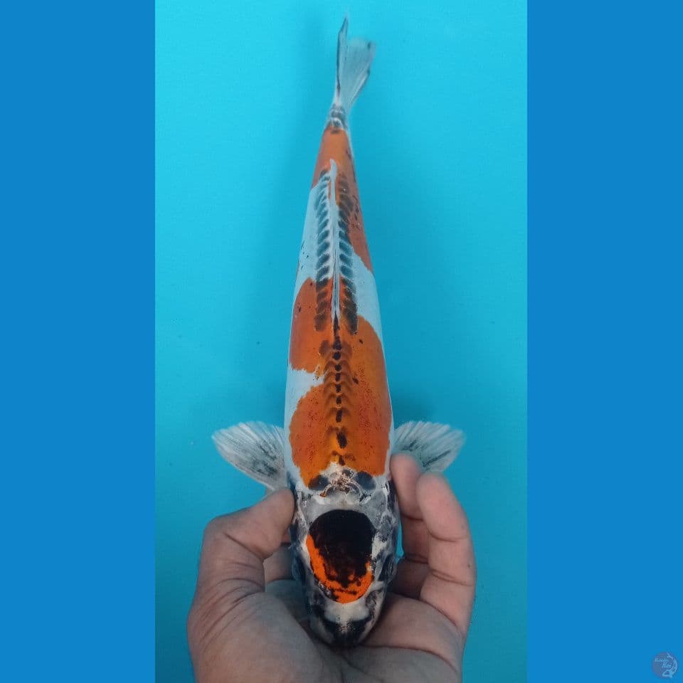 KIKO 33CM