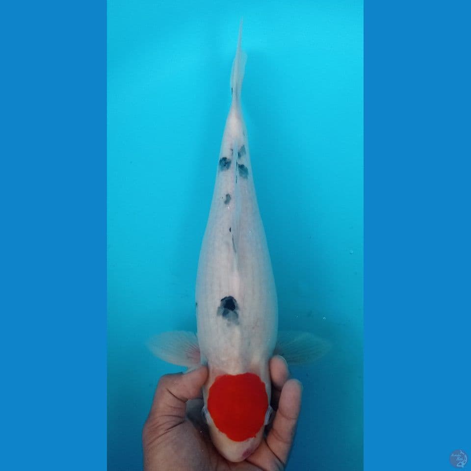 TANCO SANKE 40CM