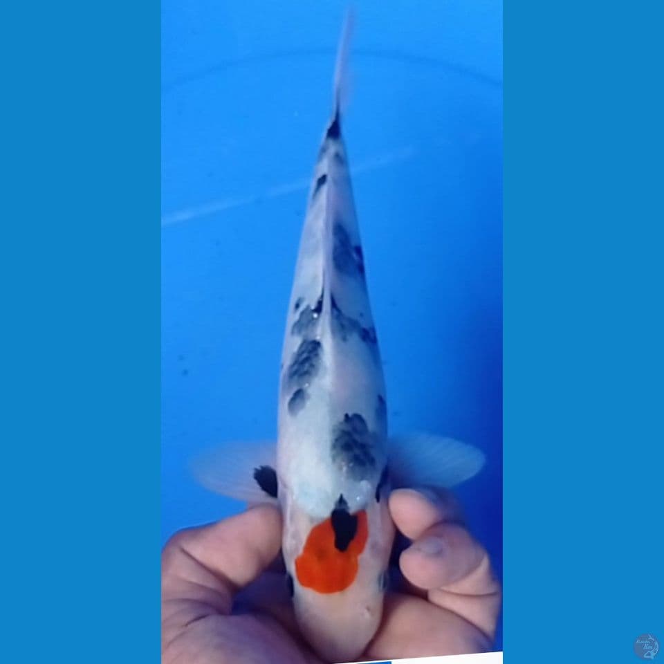 SHOWA 27CM