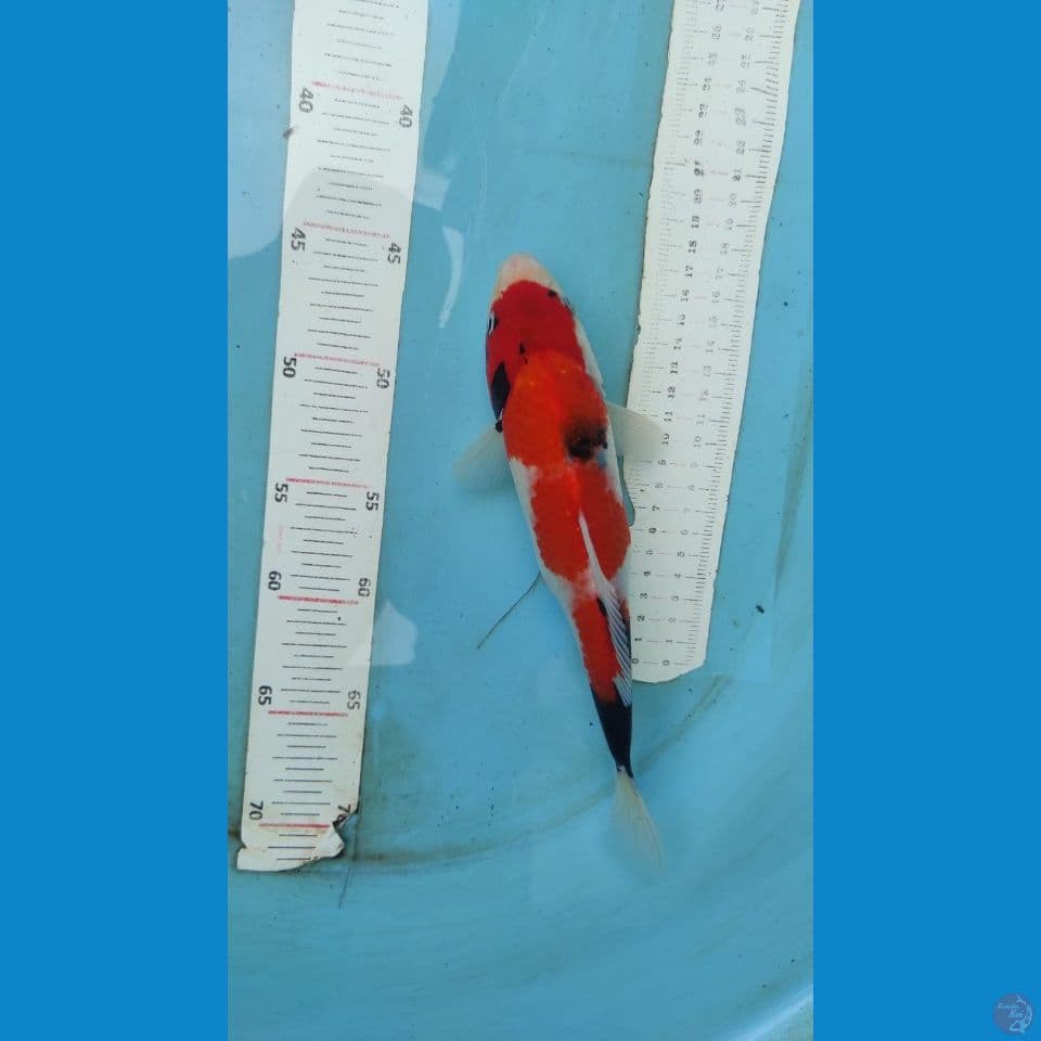 showa 25cm