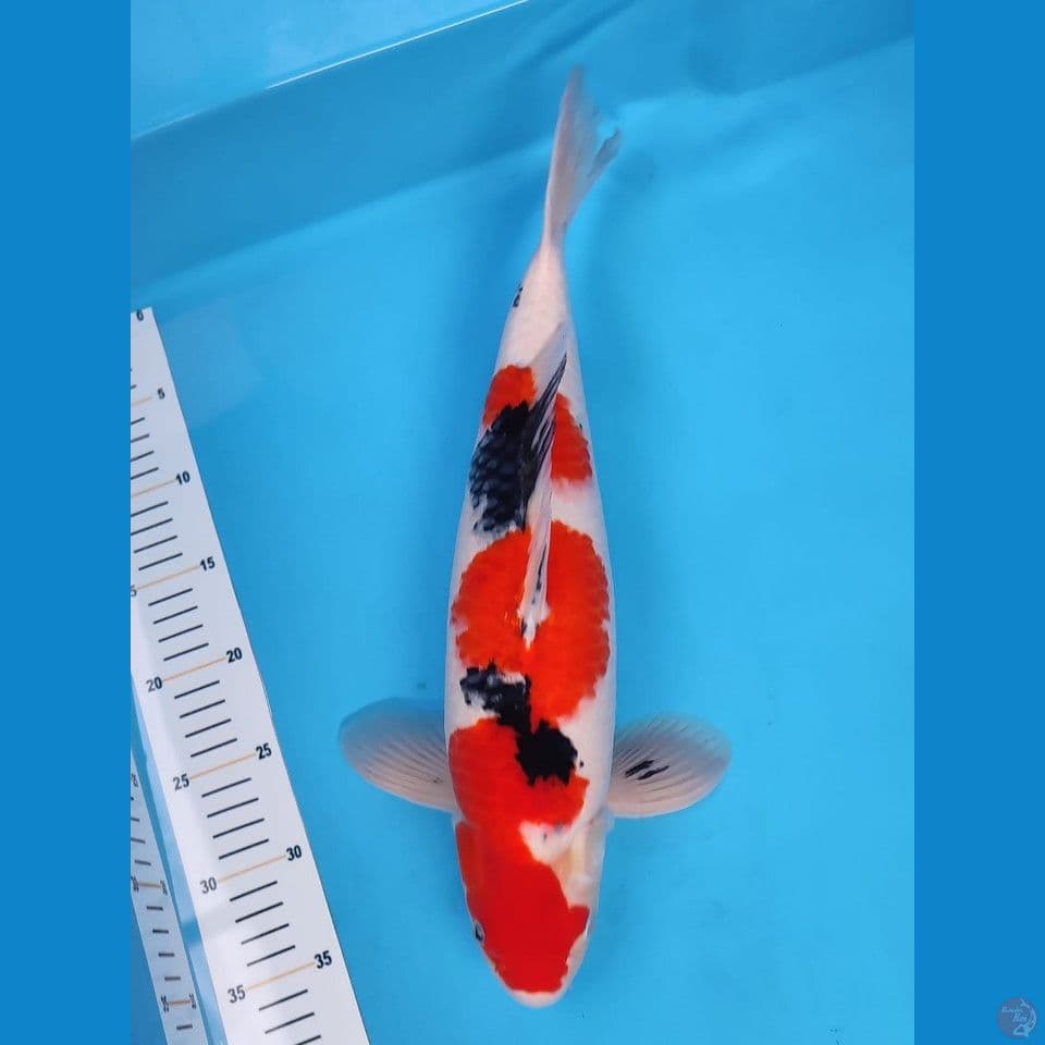 ~SANKE 44CM MALE~