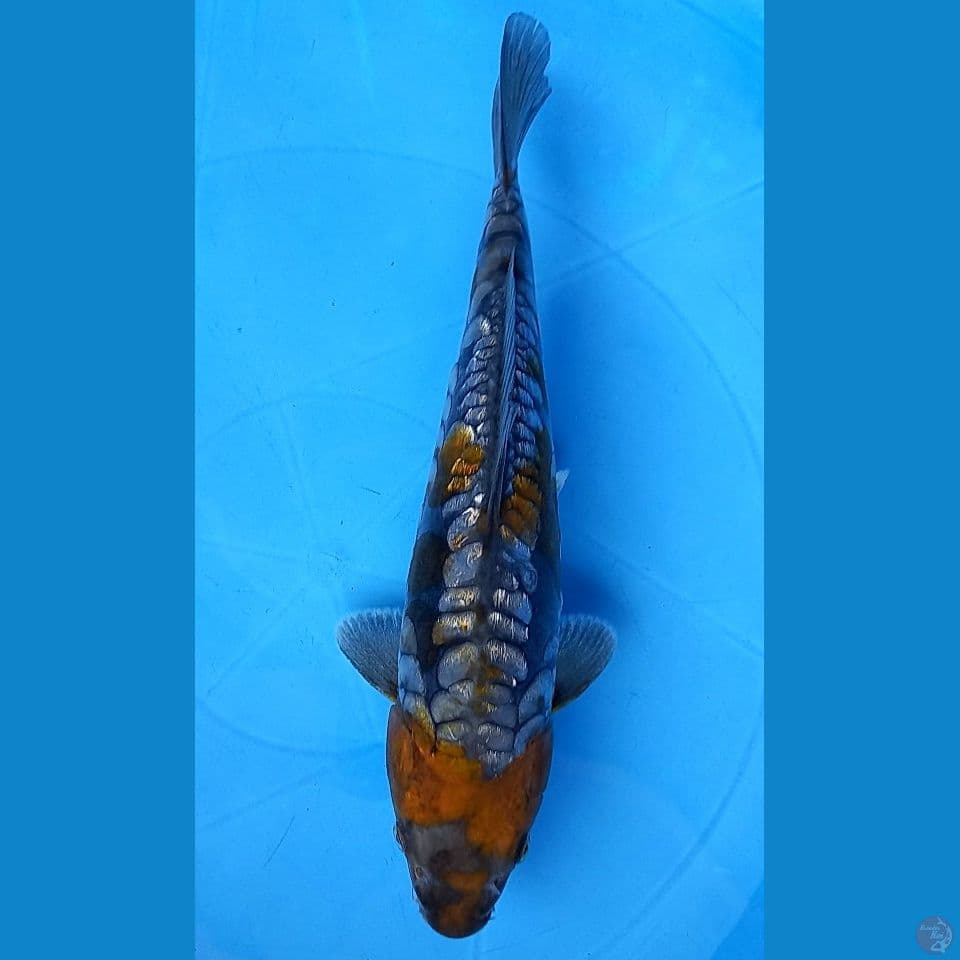 OCHIBA ARAGOKE GINRIN 25CM