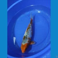 Sabikoyo Ginrin 33cm