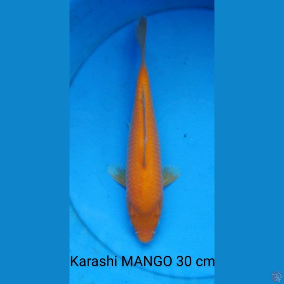 karashi mango punuk 30 cm 
