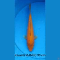 karashi mango punuk 30 cm 