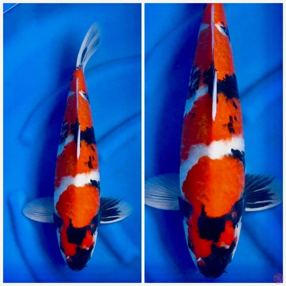 Showa jumbo 57cm 