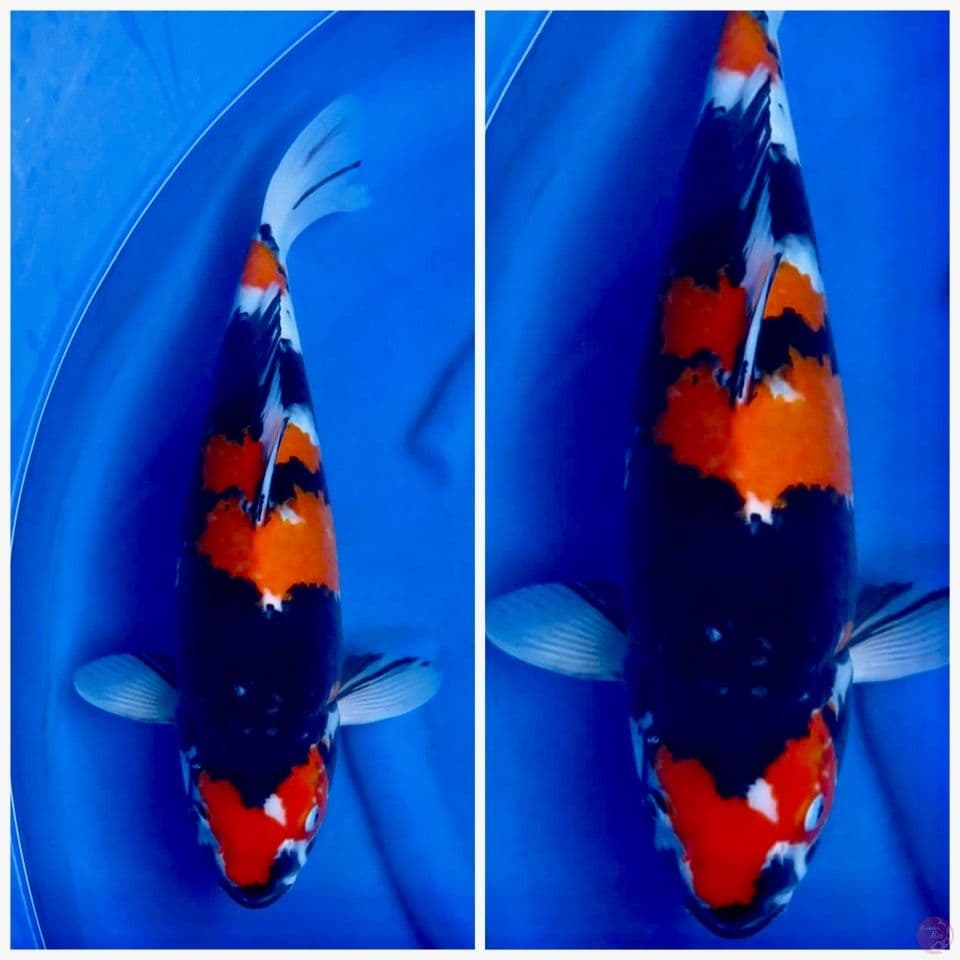 Balck showa jumbo ori 55bu 