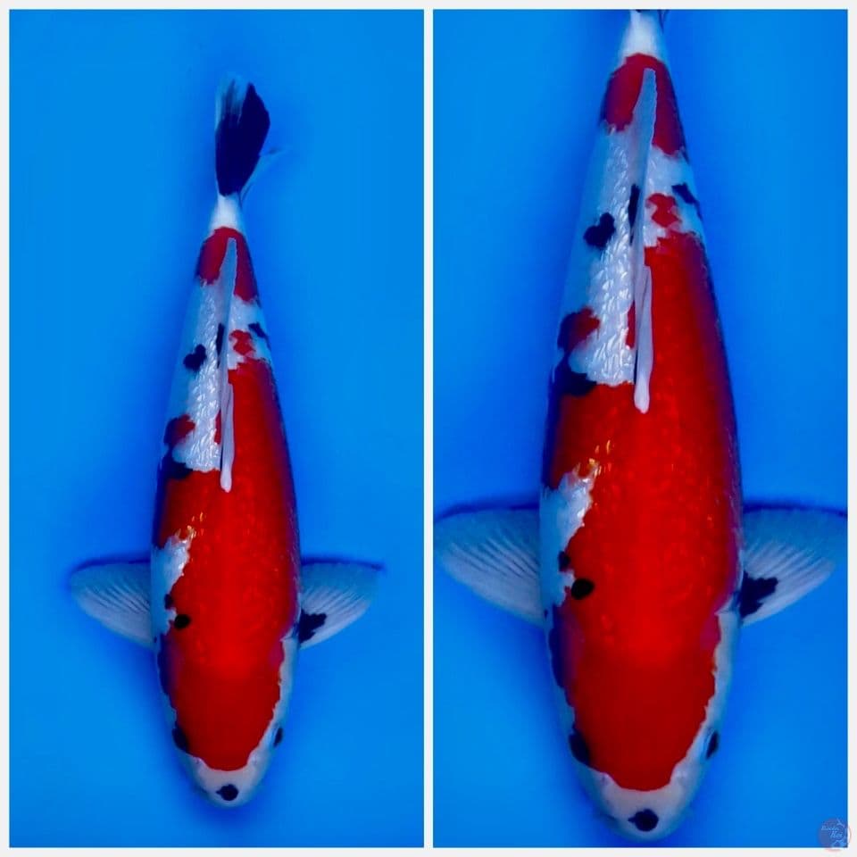 Showa full gingrin F1 sakai junbo 53cm 