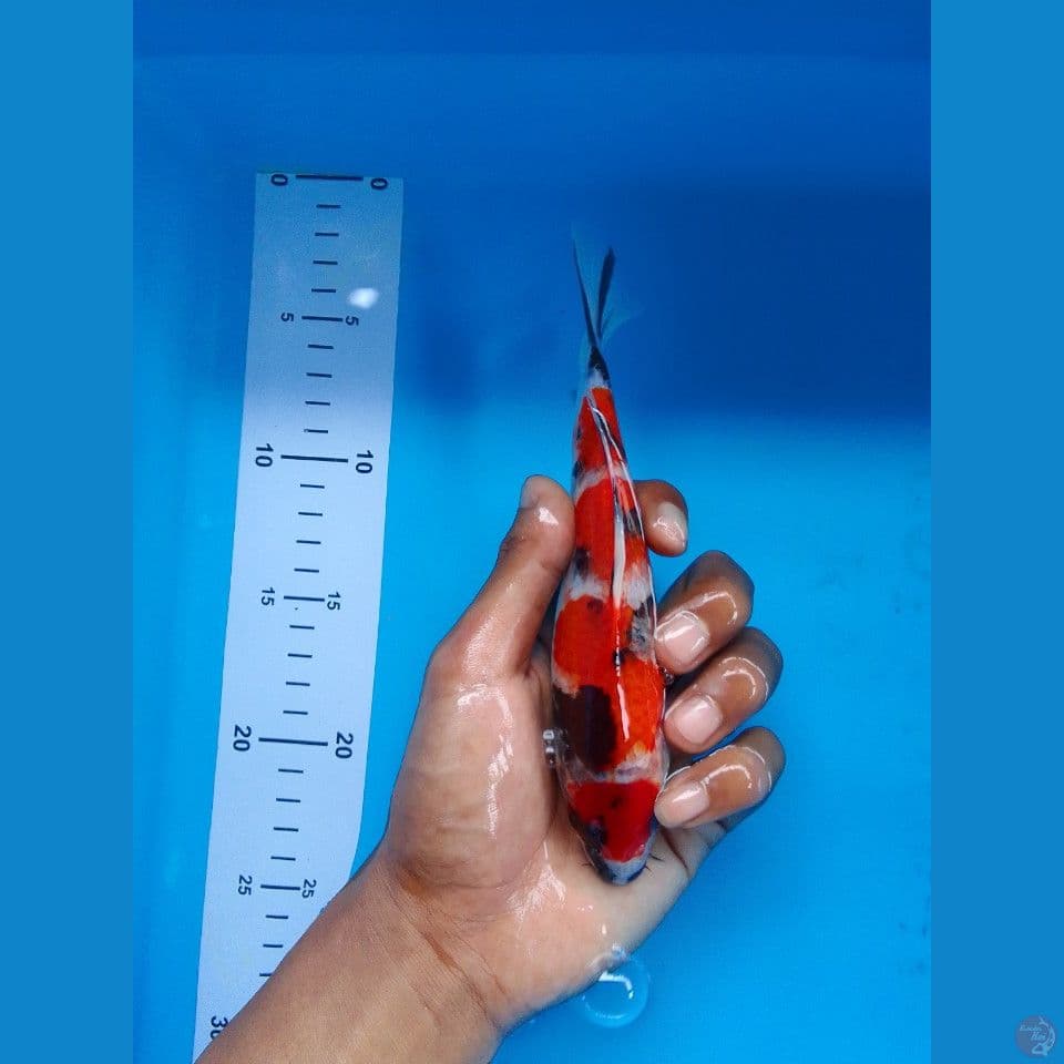 showa sanhoku 20cm