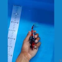 showa doitsu murni 16 cm 