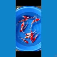 MIX KOI 30-35 CM 10EKOR