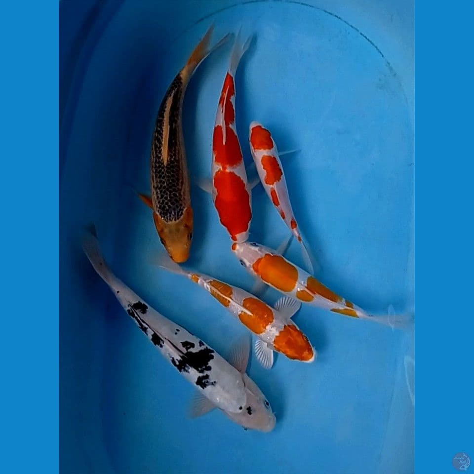 paket mix, 18-32 cm