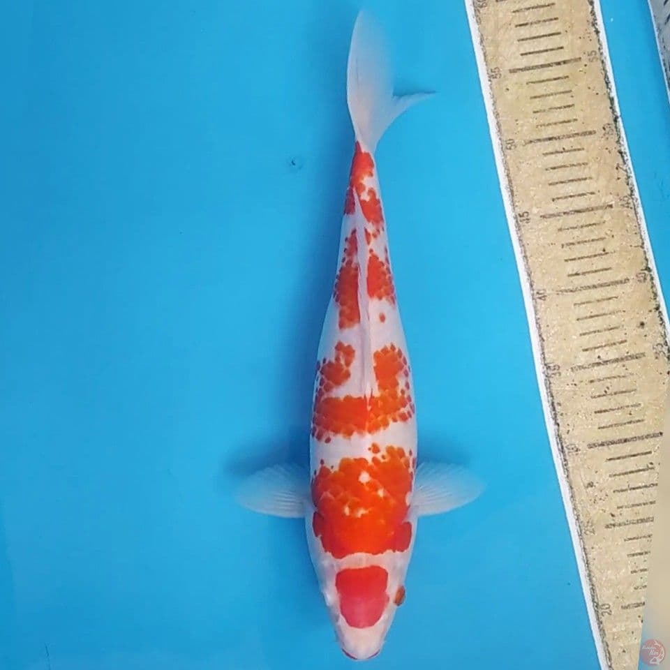 Maruten Kohaku Kanoko ~38 F