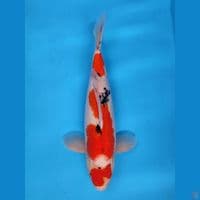 ~MARUTEN SANKE 43CM MALE~