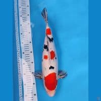 ~SANKE 41CM MALE~