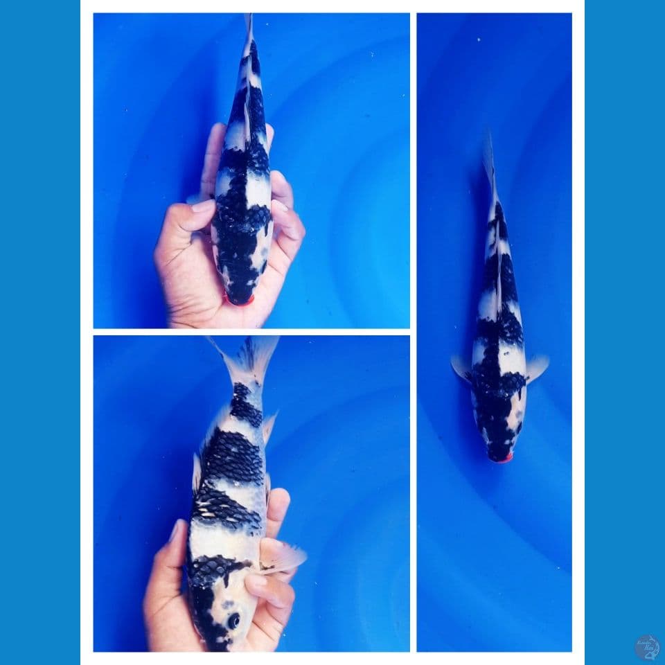 shiro size 29cm
