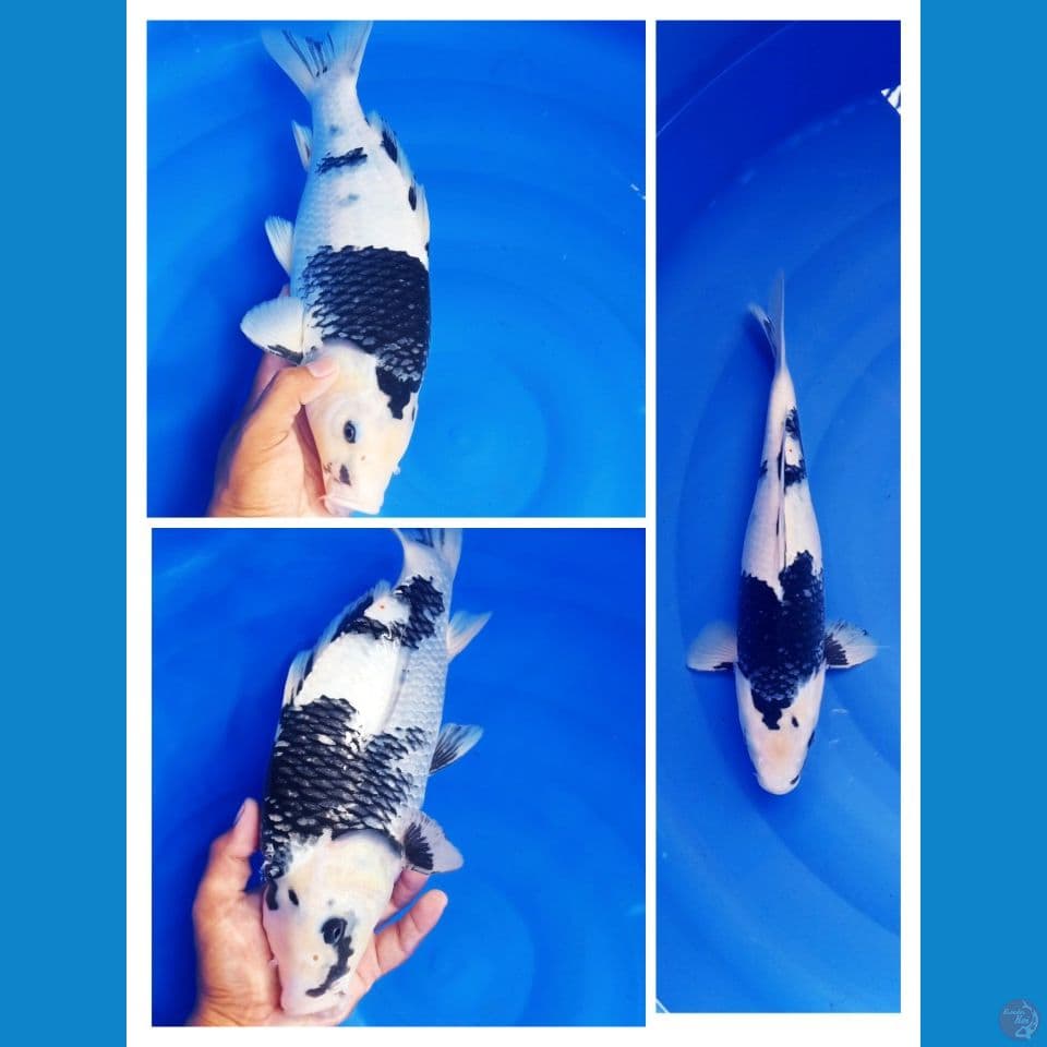 shiro 35cm