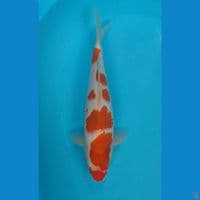 KOHAKU 33CM MALE