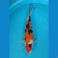 SANKE 34CM FEMALE