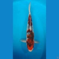 GOSHIKI 34CM MALE