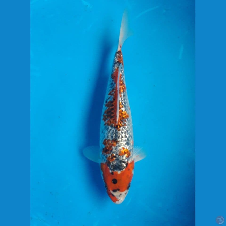 GOSHIKI GINRIN 30CM FEMALE