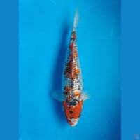 GOSHIKI GINRIN 30CM FEMALE
