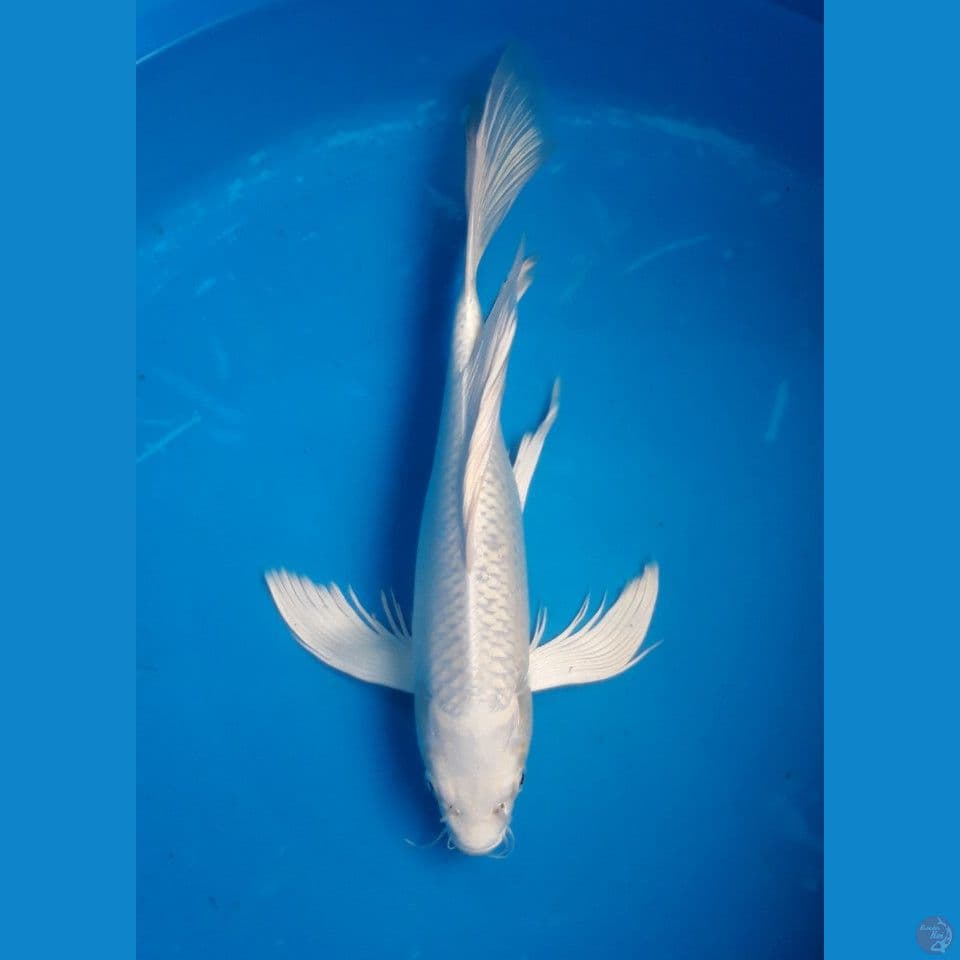 KUMPAY PLATINUM 36CM FEMALE